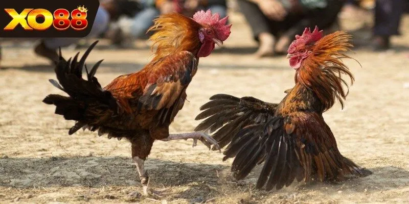 Cảnh một trận đấu đá gà cựa dao đầy căng thẳng giữa hai chiến kê
