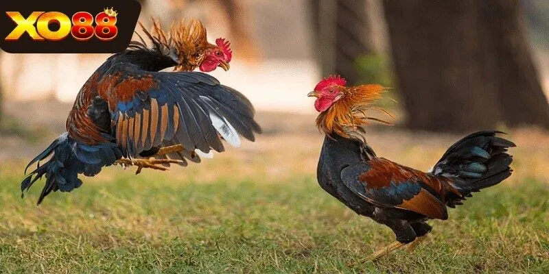 Chiến kê với cựa dao sắc bén chuẩn bị cho trận đấu