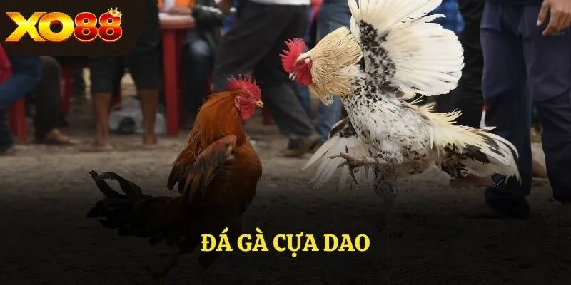 Đá gà cựa dao