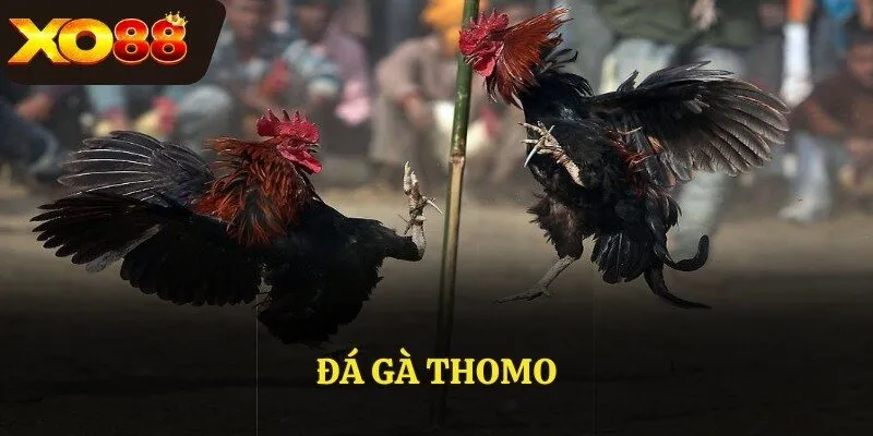 Đá gà Thomo