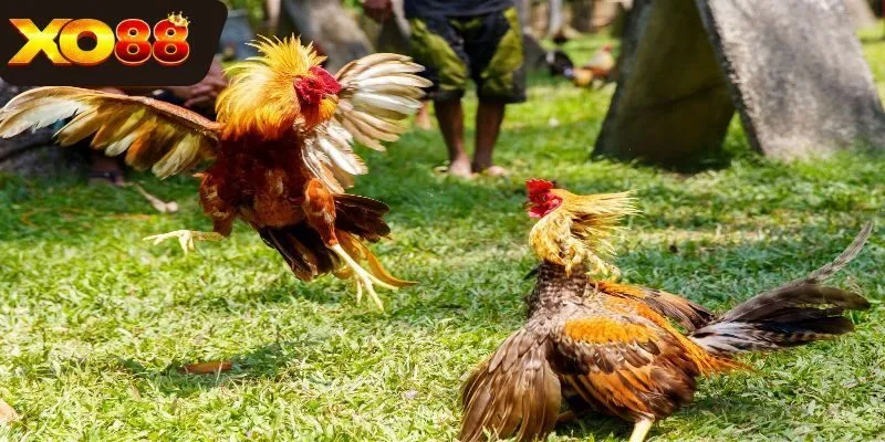 Gà đá đòn độc trong cuộc đối đầu