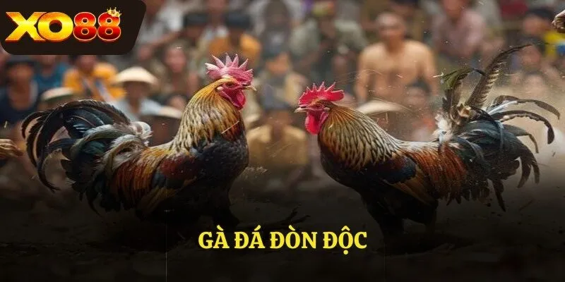 Gà đá đòn độc