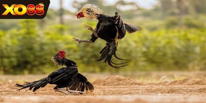 Huấn luyện viên điều khiển chiến kê trong khi thi đấu