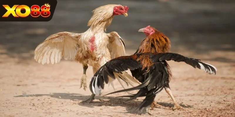 Những đòn đá độc vào các bộ phận yếu trên cơ thể gà đối thủ