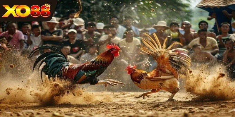 Sân đấu hoành tráng tại Thomo